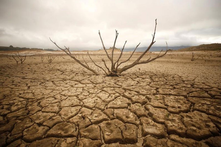 Dried out branches are seen amongst caked mud at Theewaterskloof dam near Cape Town, South Africa, January 20, 2018. (REUTERS)