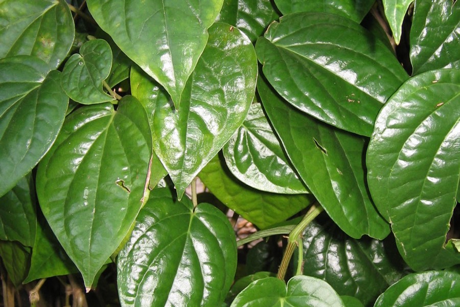 Abnormal price hike of betel  leaf in Rajshahi markets