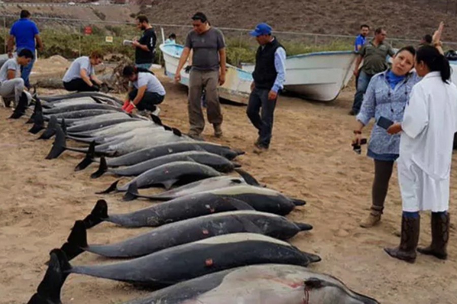 21 dolphins die after attack by 'rival gang'