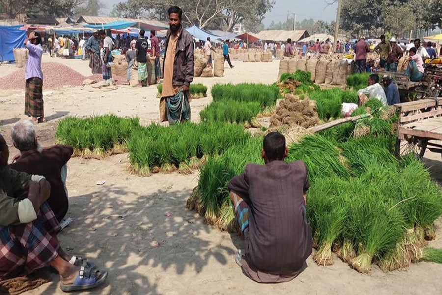 An agri wholesale market at Dhaphat under Dupchanchia upazila of Bogra. The photo was taken on Thursday. 	— FE Photo