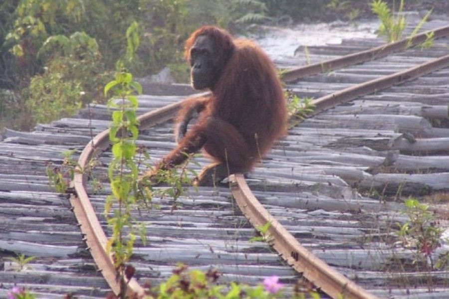 '100,000 orangutans' killed in 16 years