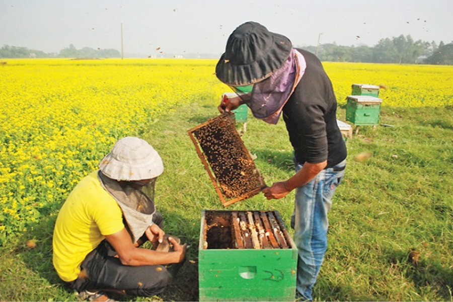 Nat’l Bee Fair gets extended by one day