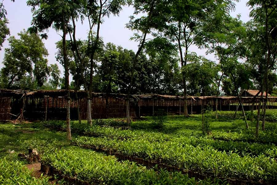 Horticulture expo to begin in Khulna, Jhenidah, Jessore