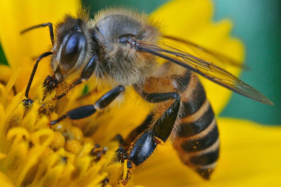 The new study looked at impacts on wild bees and domestic honeybees. BBC/File Photo