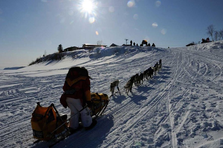 Mitch Seavey, a musher drives off the Yukon River and into the Kaltag checkpoint on Saturday, March 10, 2012, in Kaltag, Alaska. Seavey was the winner of the 2004 Iditarod Trail Sled Dog Race. AP Photo.