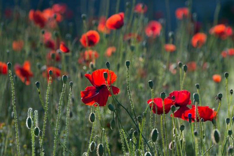 Remote Rajshahi village farmers grow poppy illegally