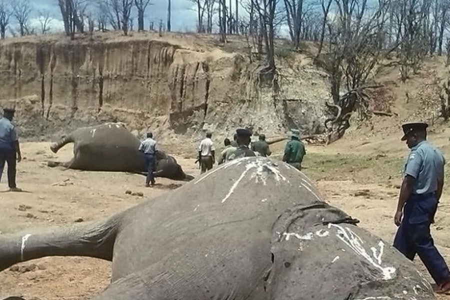 A group of elephants, believed to have been killed by poachers, lie dead at a watering hole in Zimbabwe’s Hwange National Park October 26, 2015. Reuters photo.