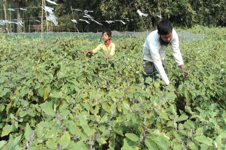 Farmers collecting brinjal from a land in Delunja village under Adamdighi upazila of Bogra on Monday for sale in the local market	— FE Photo