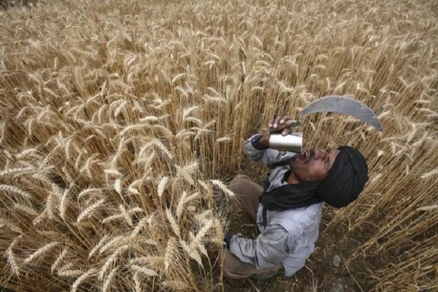 A labourer carries a plastic sheet to cover wheat sacks at a wholesale grain market in Chandigarh May 18, 2010. Reuters/Files