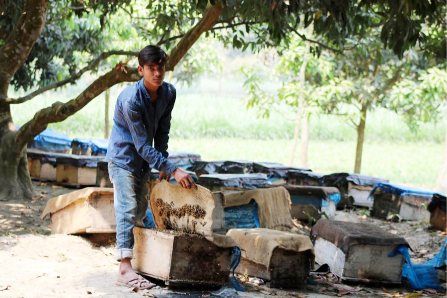 RANGPUR: A farmer collecting honey from a bee box in a litchi orchard in Kumarpara village of Kalupara union under Badarganj upazila on Tuesday 	— FE Photo