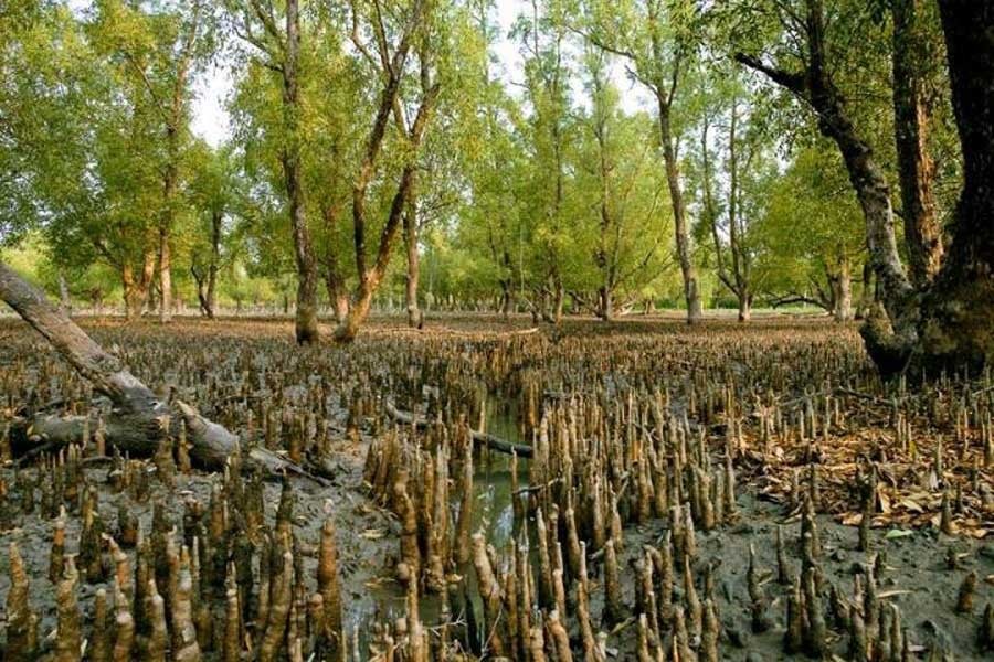 Artificial mangrove forest in the offing near Rampal power plant