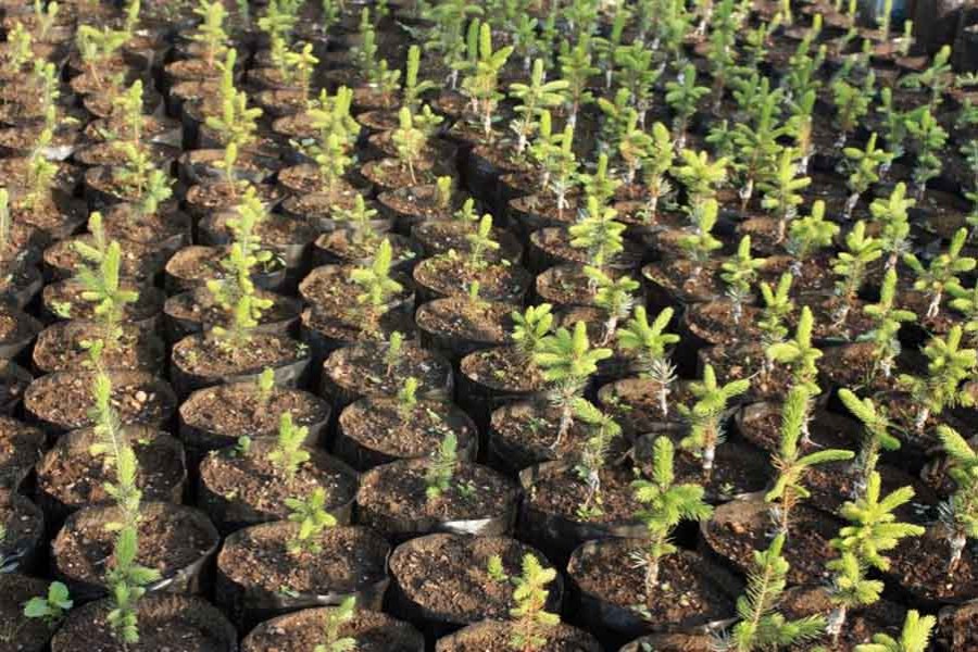 Forest ministry set to plant saplings to commemorate martyrs