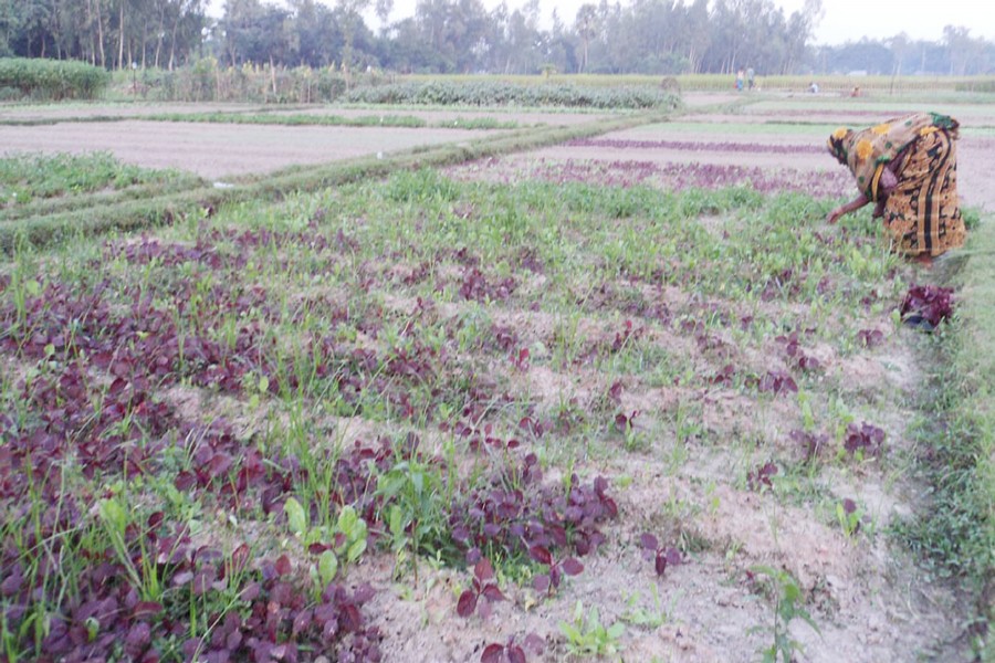 A female farmhand collecting red spinach from a vegetable field in Maloncha village under Kahaloo upazila of Bogra on Monday     	— FE Photo