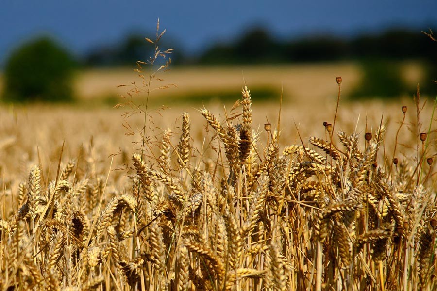 Wheat harvesting sets off in Panchagarh