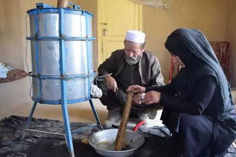 Frozan looks after tens of thousands of bees alongwith her studies and household chores. - Reuters