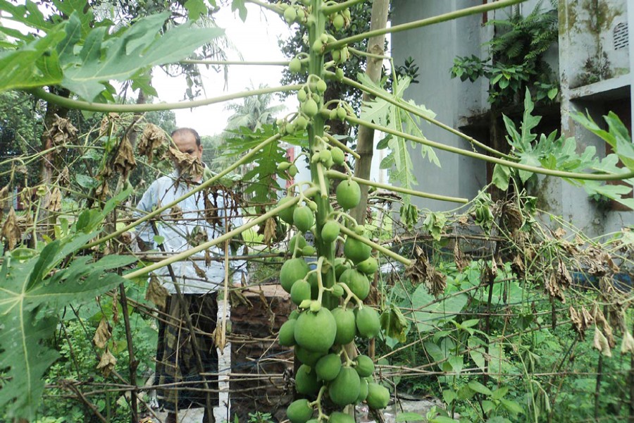 BOGURA: A farmer taking care of a papaya farm in Badaher village under Kahaloo upazila of Bogura district on Tuesday	— FE Photo