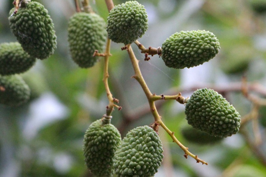 Rajshahi litchi growers upbeat about bumper production