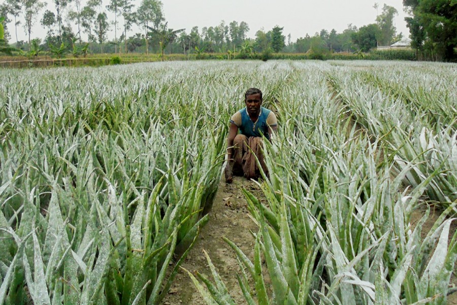 Aloevera cultivation gaining  popularity in Bogura