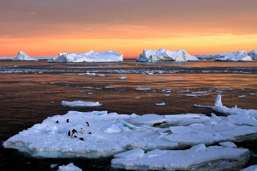 Adelie penguins stand atop ice near the French station at Dumont díUrville in East Antarctica, January 22, 2010. Reuters.