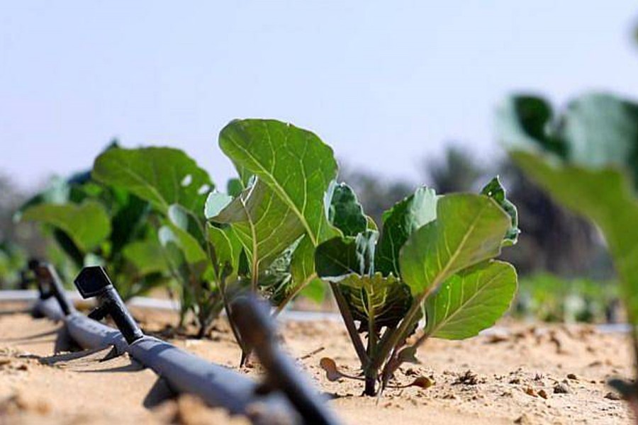 Liquid Nanoclay halved the amount of water used to grow these okra plants in desert soil. BBC/File