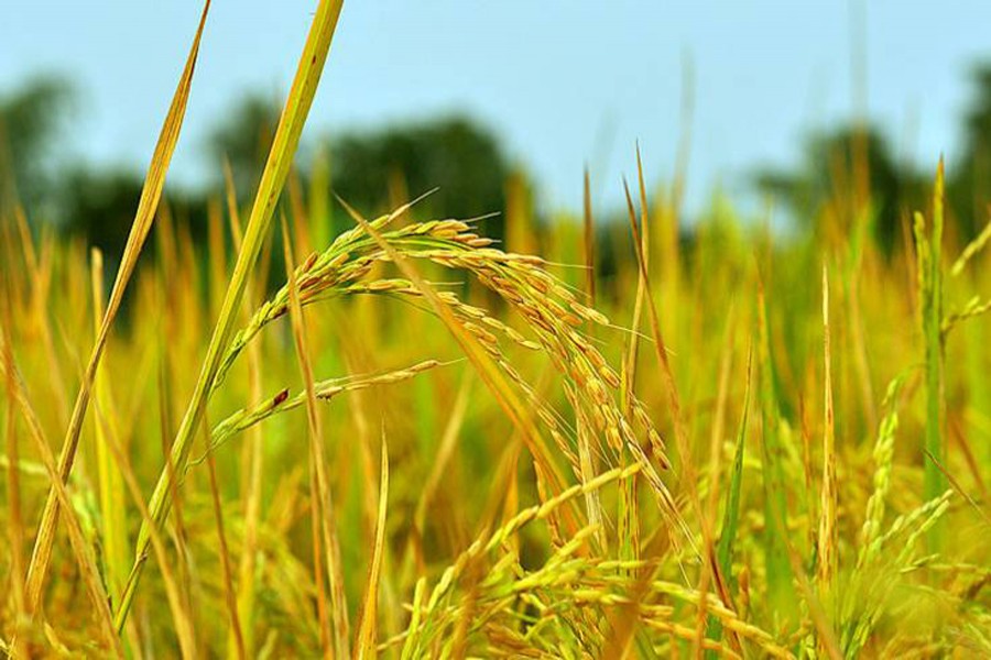 Photo: Greenwatch Dhaka