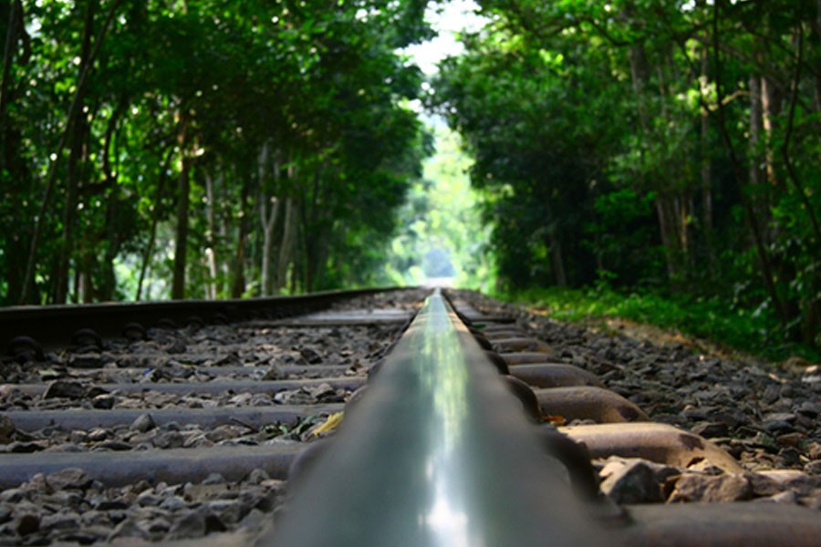 Tree collapse snaps rail link with Sylhet