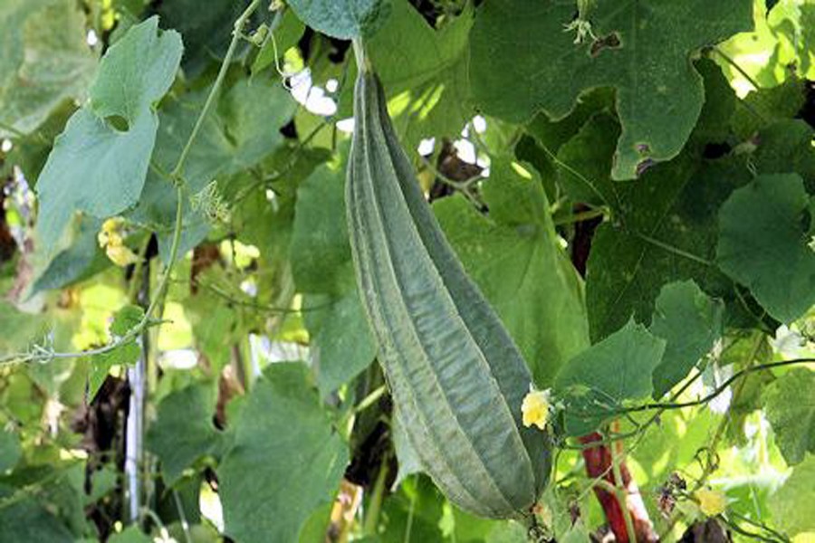 Rangpur ridge gourd farmers make good profit