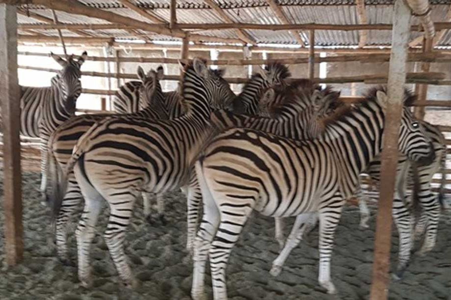 Eight zebras, rescued at Jashore, sent to Banghabandhu Safari Park