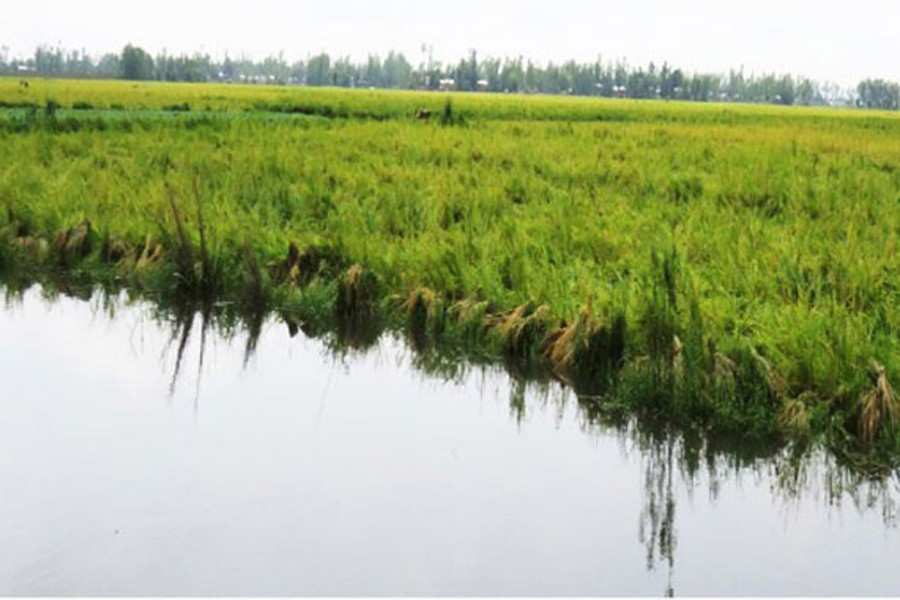 Submerged Boro crop field in Sirajganj. Photo: UNB