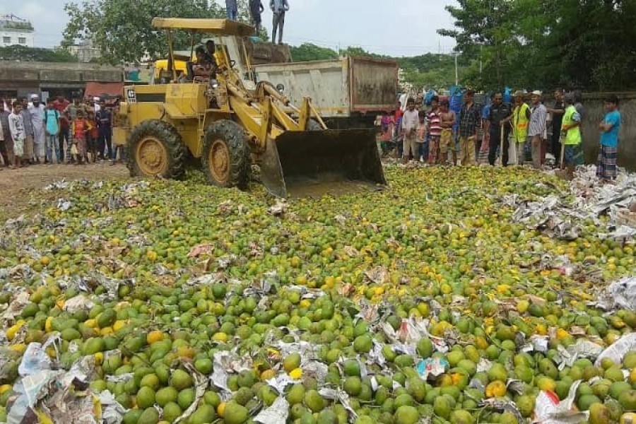 RAB destroys 1,100 maunds of chemically-ripened mangoes