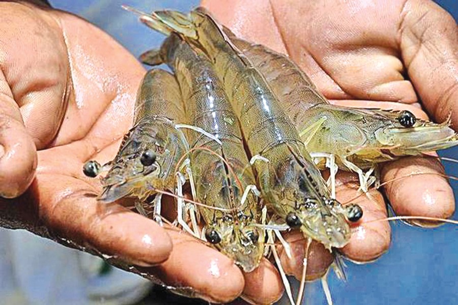 Shrimp sector launches  e-traceability system