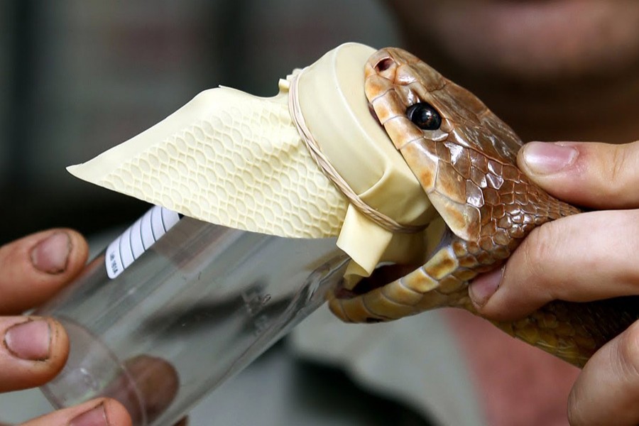 Internet photo shows cobra venom is being injected in a jar