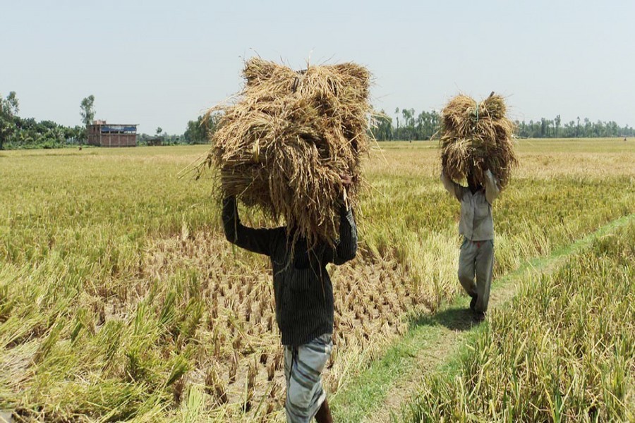 Bumper Boro output bane of farmers, boon for millers