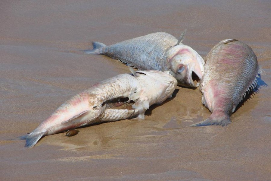 Internet photo shows dead Australian salmon fish decompose on beach