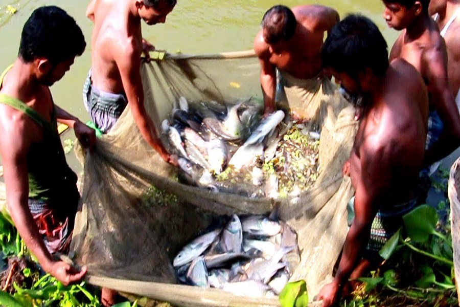 BFRI helps achieve success in fish production