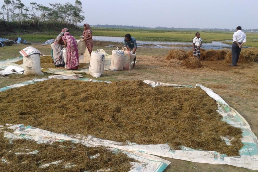 Labourers filling sacks with the newly-harvested Boro paddy for sale in the local market on Saturday  	— FE Photo