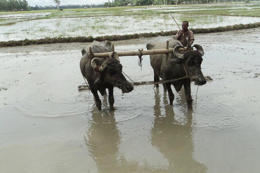 A farmer preparing a piece of land for Aus cultivation in Shingjani village under Nandigram upazila of Bogura on Wednesday  	— FE photo