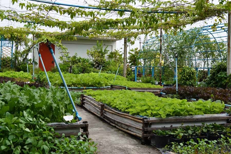 Anti-Aedes drive and roof-gardens   