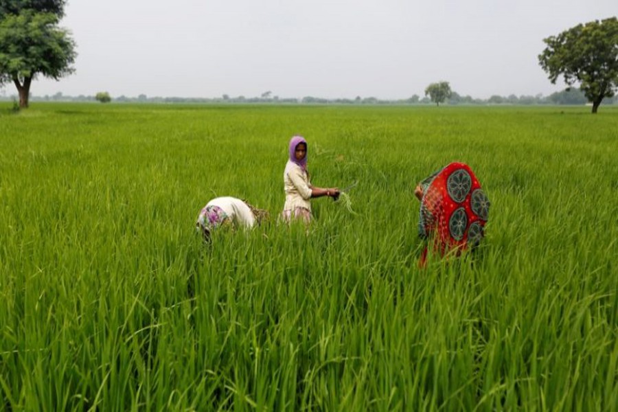 Rice export prices up in India