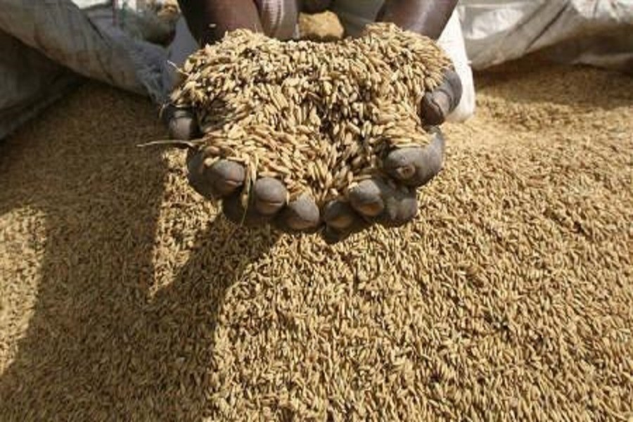 Representational image: A farmer displays his paddy crop at a wholesale grain market at Bavla town, Ahmedabad, August 21, 2009. Reuters/Files