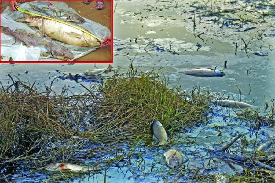 Various species of fish are found floating dead on Halda River. -Photo: UNB