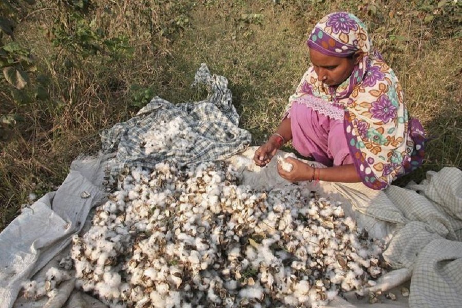 Jaswinder Kaur, a farmer, removes whitefly pest from cotton pods after plucking them from her damaged Bt cotton field on the outskirts of Bhatinda in Punjab, India, October 28, 2015. Reuters/File Photo