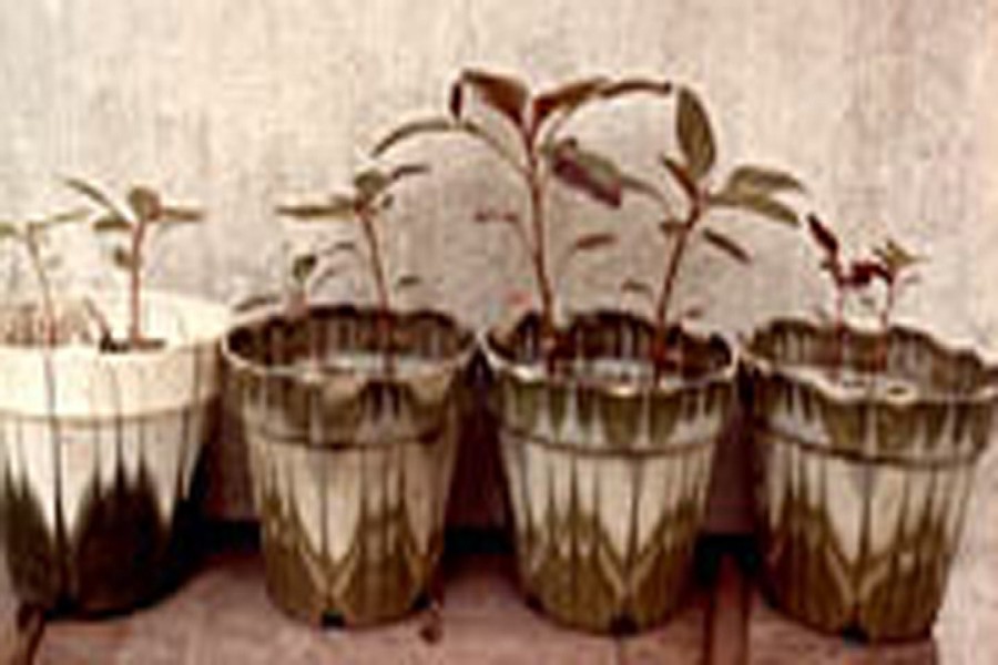 Spinach seedlings grown with (from left) chemical fertilizer, powdered horse manure, vermicompost, and nothing