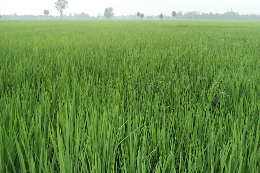 JOYPURHAT: A good outlook of Aus paddy farming under Khetlal upazila of Joypurhat attracts the farmers’ mind this season	— FE Photo