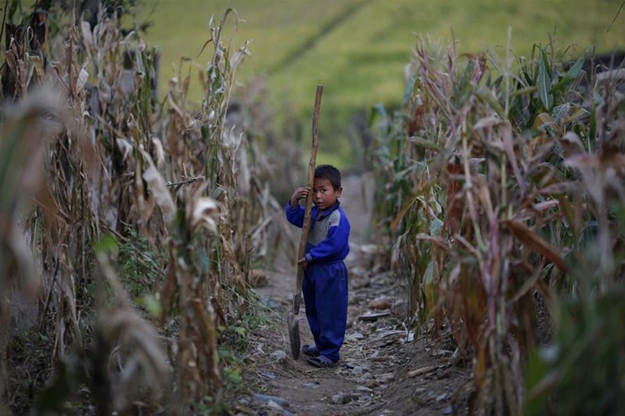 North Korean child stands with a shovel in shrivelled corn field in a disaster-hit part of the country - Reuters photo used for representation