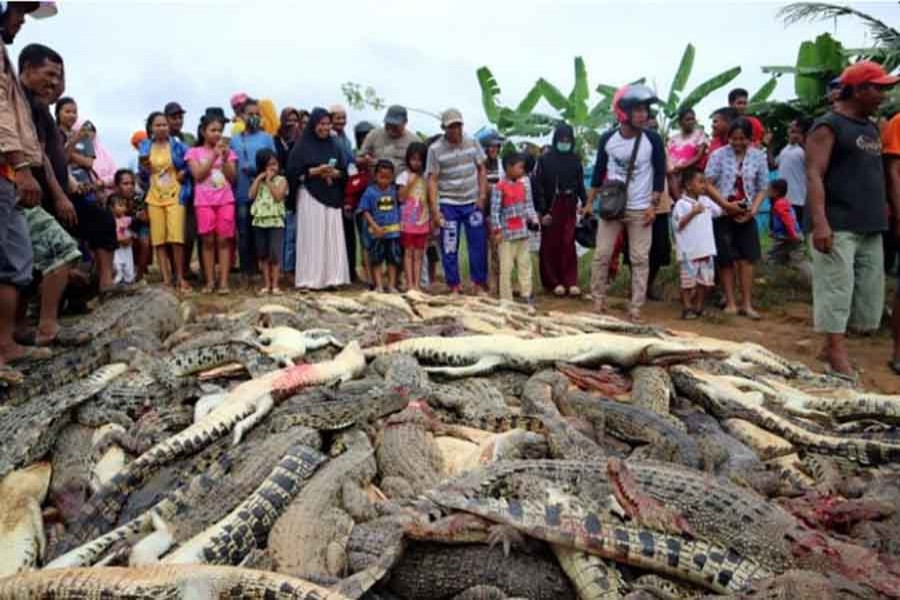 Indonesian villagers kill 292 crocodiles in revenge attack