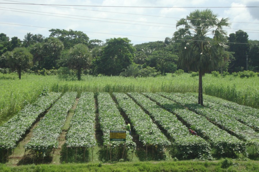 GOPALGANJ: A view of teasel gourd field at Kutibari of Suktail union under Sadar Upazila in Gopalganj on Sunday  	— FE Photo