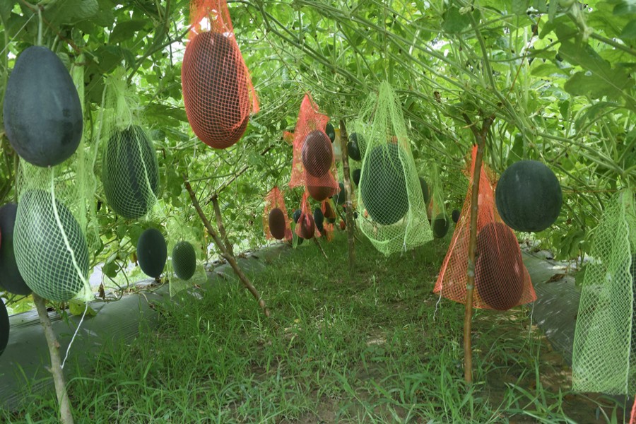 MAGURA: Watermelon in the field protecting with mulching method — FE Photo