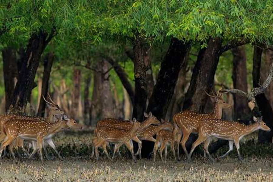 A herd of deer in the Sundarbans. Photo: Collected