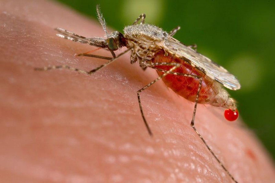 An Anopheles stephensi mosquito, a known malarial vector, obtains a blood meal from a human host through its pointed proboscis in this undated handout photo obtained by Reuters